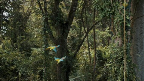Great Green Macaw parrots flying in the air during sunny day in jungle, close up track shot	