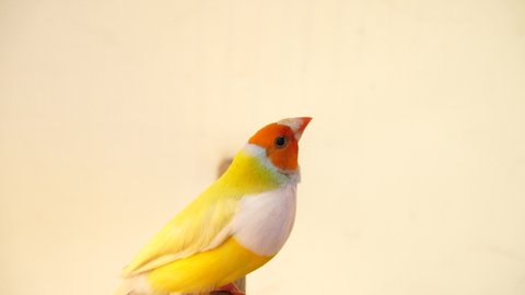 Beautiful Gouldian finch. New feathers bird, Face orange, white breast full body yellow colorful finches 7 color, A bird on a branch, on white background. 4K