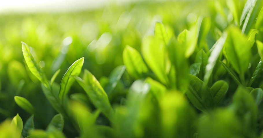 Fresh tea leaves in the field,Closeup and slow motion Royalty-Free Stock Footage #1072054606