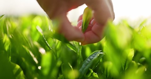 Farmer's hand picking tea leaf