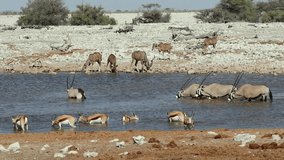 Kudu, gemsbok and springbok antelopes drinking at a waterhole, Etosha National Park, Namibia