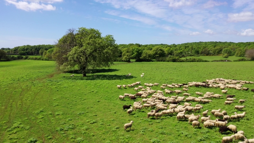 Flock of sheep grazing in the green meadow.
Aerial Shot with drone chasing sheep and sheepdogs. Royalty-Free Stock Footage #1072056079