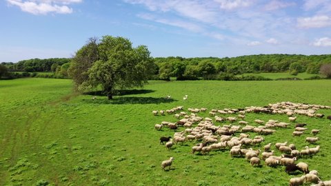 Flock of sheep grazing in the green meadow.
Aerial Shot with drone chasing sheep and sheepdogs.