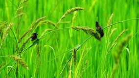 Cute little birds in green rice fields.
