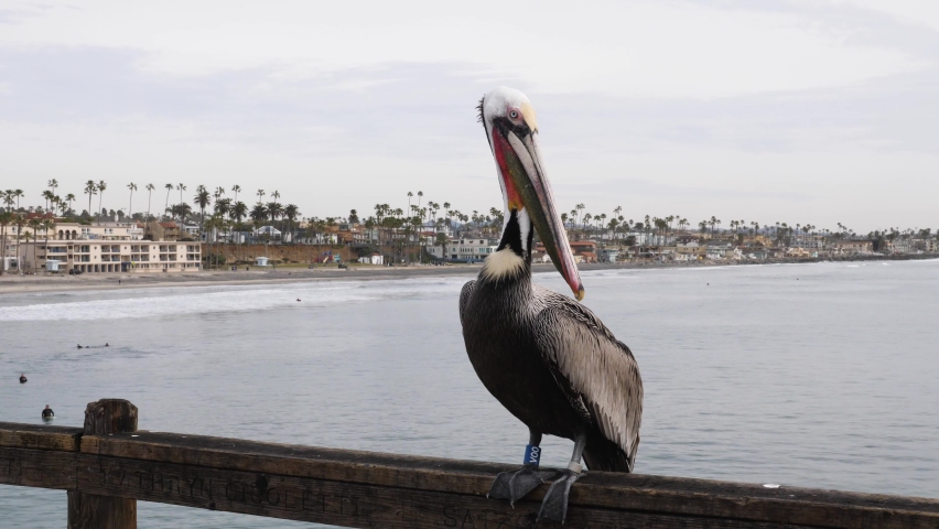 brown pelican standing on a rail on Oceanside fishing pier in california