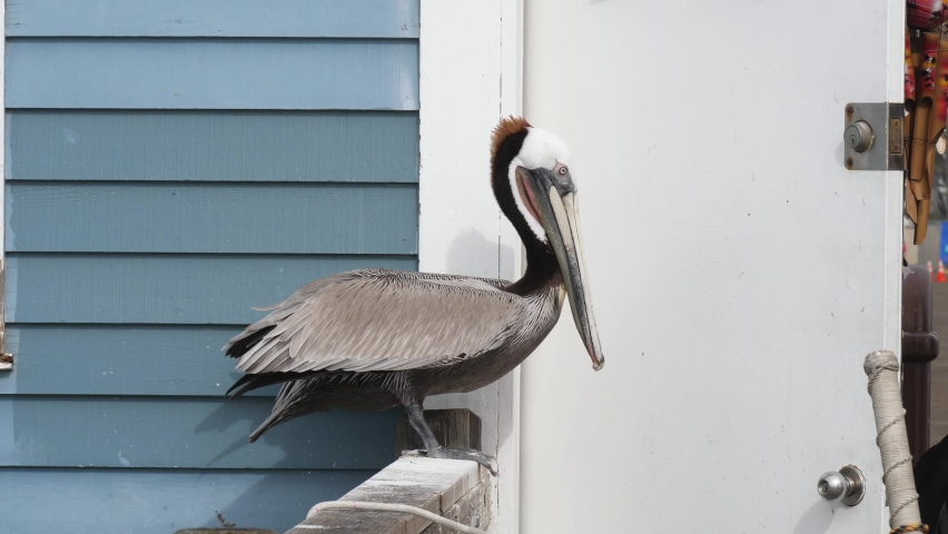 Brown pelican standing on rail on the oceanside fishing pier in california
