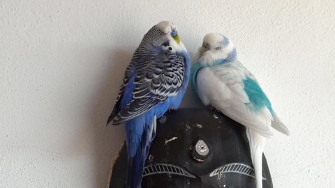 Pair of domesticated blue budgerigars (Melopsittacus undulatus) sitting quietly on their favorite wooden mask.
