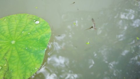 Fish swimming in a pond. Guppy fish in a pond with a lotus leaf. Fish eating food and fighting each other.