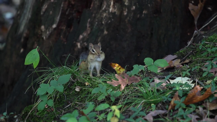 Chipmunks are small, striped rodents of the family Sciuridae. Chipmunks are found in North America, with the exception of the Siberian chipmunk which is found primarily in Asia.