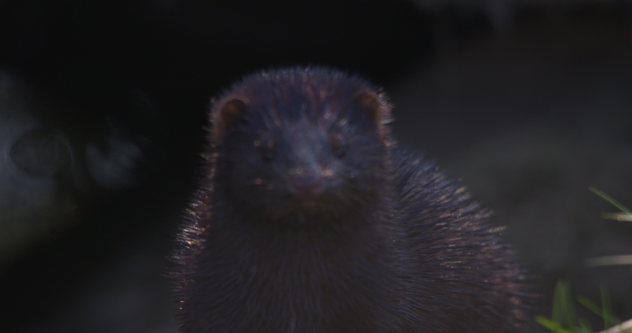 American mink river weasel smells the air wet whiskers close up