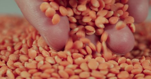 Slow Motion Farmer Hands Red Lentils. Macro Shot Lentil Texture Pattern Background. Vegetarian Healthy Organic Food Diet. Raw Organic Red Lentils Grains Slow Motion. Vegetarian Healthy Food.