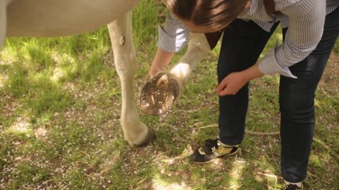 A young woman cleans the hooves of a white horse. grooming pet care animals, love, friendship. hoof. A cleaning hook.