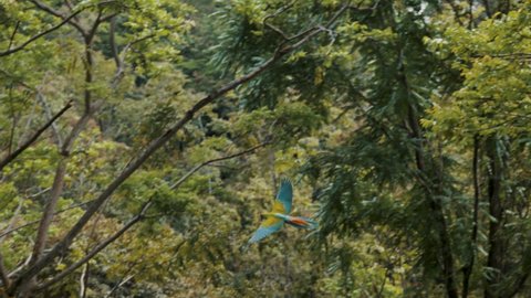 Majestic tracking shot of colorful macaw parrot flying in green jungle during sunny day.