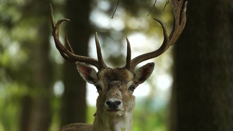 Deer portrait of whitetail with large horns on forest trees background