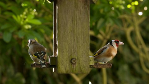 4K video clip pair of European Goldfinches eating seeds, sunflower hearts, from a wooden bird feeder in a British garden during summer