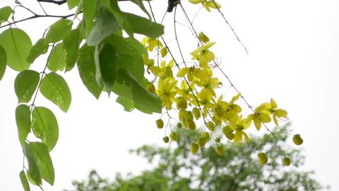 Cassia fistula known as the golden rain tree yellow flowers is swaying in the wind. Yellow flower in isolated white background. Slow-motion video.