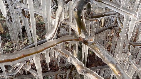A closeup of icicles on apple tree branches formed during water irrigation system as a protective alternative to frost, shot in 4K