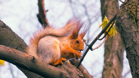 Red Squirrel sitting on branch and eating a nut on a tree in forest. Fluffy cute rodent. Sciurus Vulgaris. Wild animals in nature. Wildlife, macro, close up
