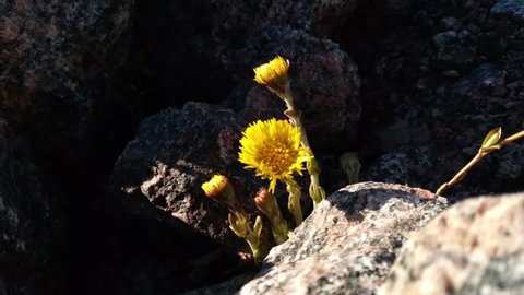 Yellow coltsfoot flower bush on the stones. Coltsfoot Tussilago farfara yellow spring flowers. Medicinal plant, blossoming at the beginning of spring