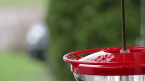 A short video of mail Rufus Hummingbird eating at a feeder.
