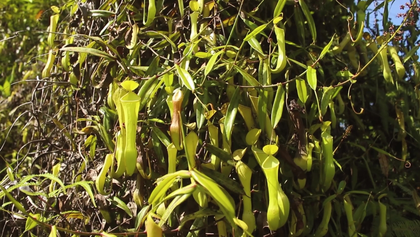 Tropical Pitcher Plant or Nepenthes Reinwardtiana in Wild Borneo. 4K Footage with Blurred Background.