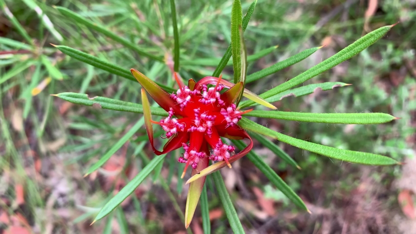 Unusual red tube shaped Australian flower with straight green leaves