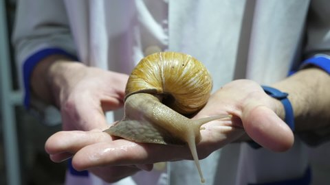 One big snail in giant shell with lengthy tendrils on hands of restaurant worker 
