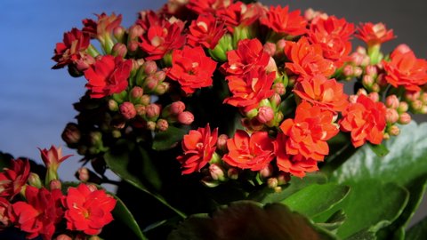 Dense red kalanchoe flowers and green leaves rotate under electric light against black blue background makro