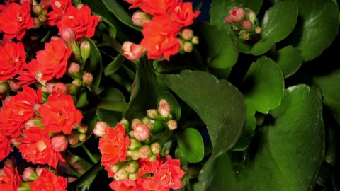 Decorative kalanchoe pot plant with small red flowers and buds rotates under light in shop close vertical view