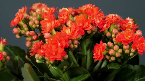 Kalanchoe with green leaves and dense red flowers rotates under electric light in spring close view makro