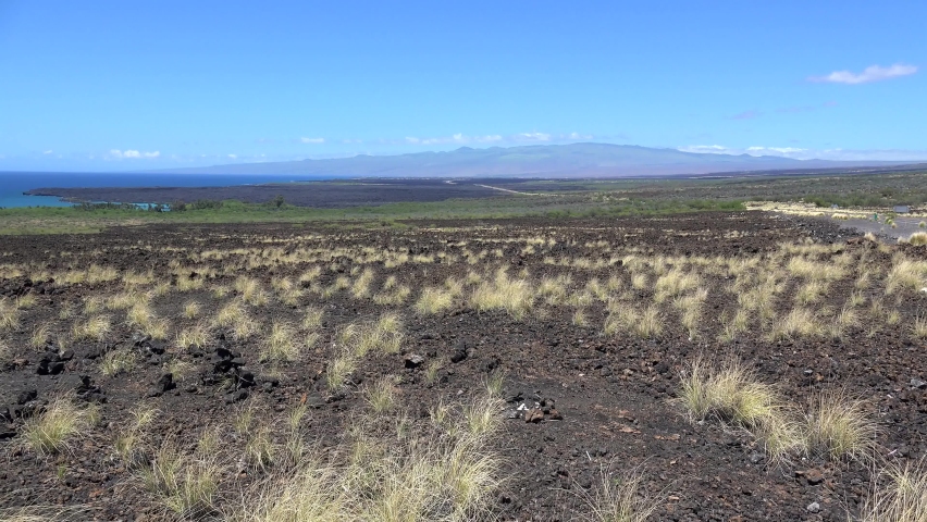 Lava fields with dry fountain grass  at the Kona-Kohala district (North-West coast). Big Island, Hawaii, USA