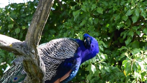 Beautiful and majestic peacock perched on tree branch Parque Campo Grande in Valladolid, Spain