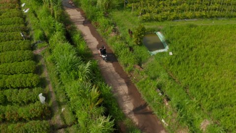 Tourist driving on a scooter through tropical countryside in Indonesia. Aerial view following a man on motorcycle driving along rice fields and palm trees in Bali, Indonesia