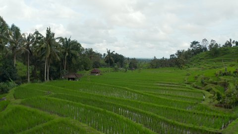 Lush green rice fields filled with water with small rural farms in Bali. Ascending dolly aerial view of vast farm terraces in the countryside