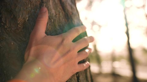hand touch the tree trunk. ecology a energy forest nature concept. a man hand touches a pine tree trunk close-up sun glare. hand tree touch trunk. bark wood. tree wild forest travel concept