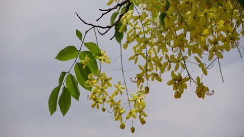 Yellow cassia fistula flowers known as the golden rain tree is full of blooming on a green tree. Yellow flower green background. Slow-motion video.