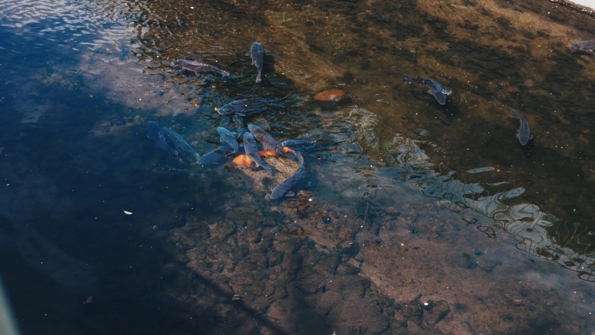 A carp swimming in the hydrophobic waters of Tokyo.