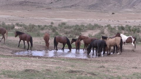 Wild Horses at a Waterhole in the Utah Desert in Spring