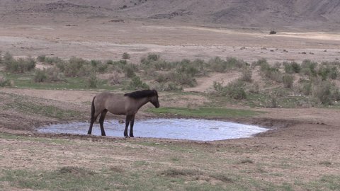 Wild Horse at a Waterhole in the Utah Desert in Spring