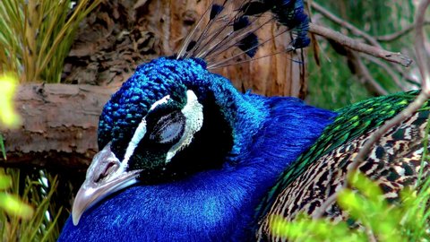 The Indian peafowl or blue peafowl (Pavo cristatus), the bird sleeps in the tree and closes its eyes