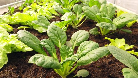 Cultivation organic spinach in plant nursery farm. Tilt down.