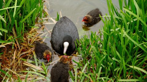 Lovely scene of a coot feeding her chicks during early spring