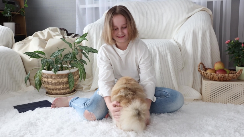 Little girl playing with pomeranian spitz puppy. Cute fluffy small dog. Loving owner with his domestic pet.
