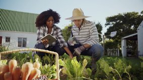 Caucasian male farmer and mixd race female planting crops in vegetable garden working with digital tablet