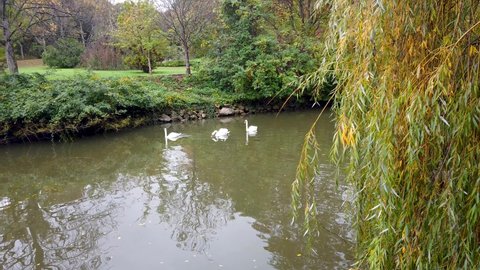 Swans in a lake in Ataturk Arboretum botanic park, Istanbul, Turkey