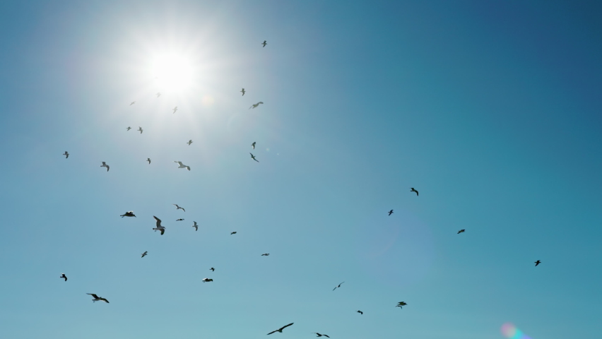 A flock of seagulls flying in the cloudless sky with a bright sun behind. Beautiful birds with long wings and sunrise in the background. High quality 4k footage Royalty-Free Stock Footage #1072133660