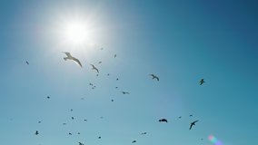 A flock of seagulls flying in the cloudless sky with a bright sun behind. Beautiful birds with long wings and sunrise in the background. High quality 4k footage