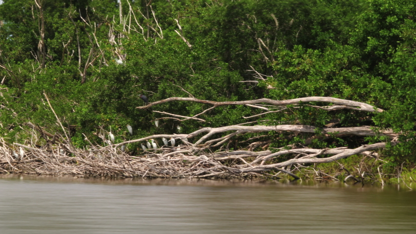 Everglades National Park Egret Heron Ecopond Mangroves