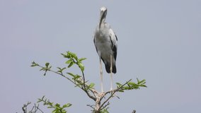 Stork in pond area tree waiting for pray..
