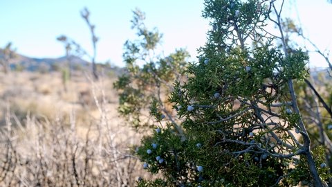 Juniper Berry Bush Gently Moving in the Breeze in California Desert, Southwestern Aesthetic, Foraging